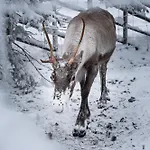 North Cosmos 20d By Hilla *