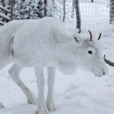 North Cosmos 20d By Hilla Levi