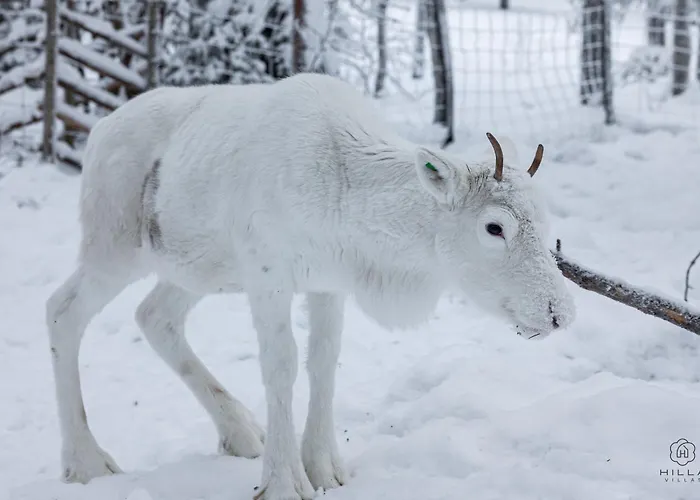 North Cosmos 20d By Hilla Levi