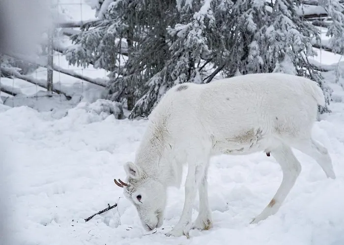 North Cosmos 20d By Hilla Levi