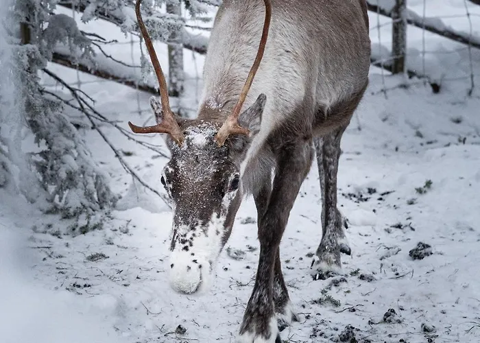 North Cosmos 20d By Hilla *